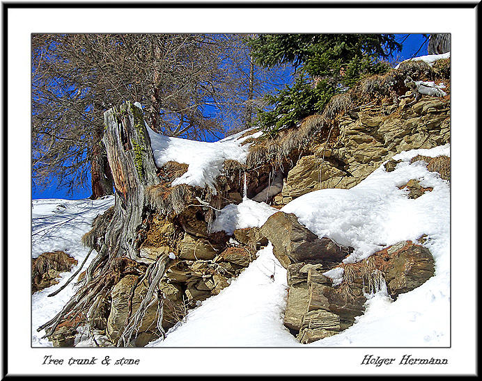 Tree trunk